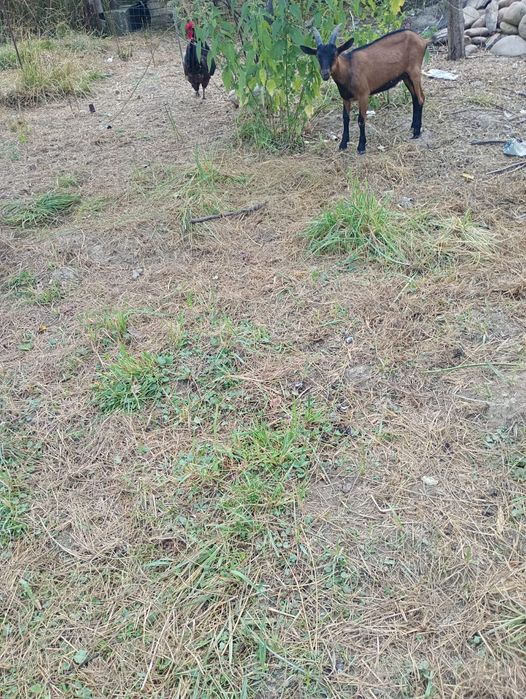 Vând ied și iadă alpin francez