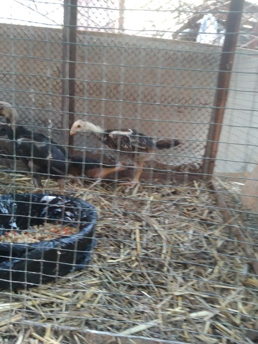 Dakan joʻja sotiladi