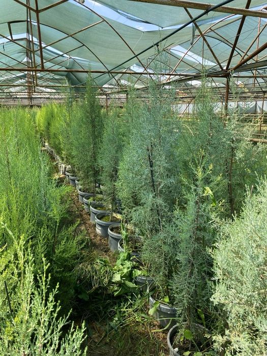 Голубой ель Goluboy yel Amerika Usa optom