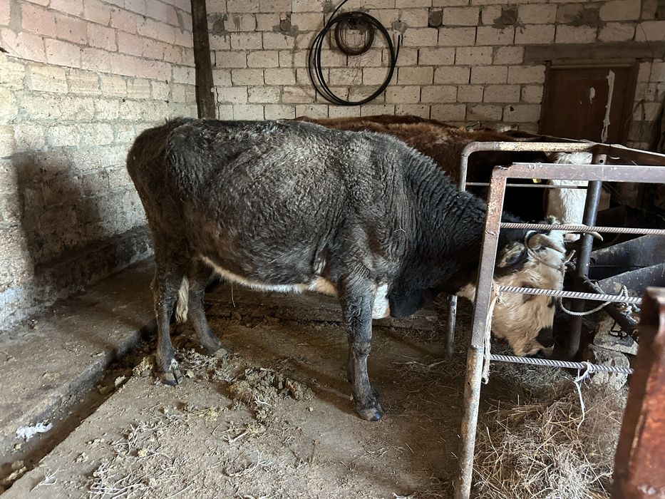 Буаз сиырлар сатылады