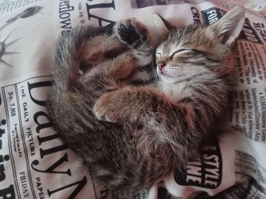 Ищем новый домик, котятам