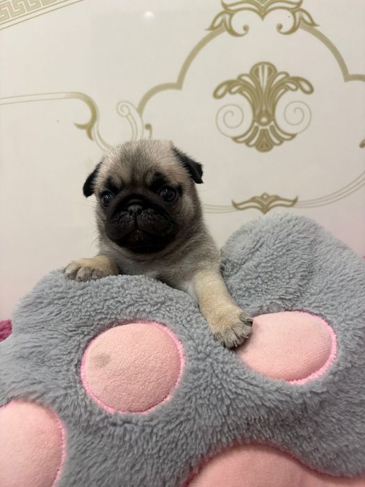 Продажа щенков мопс