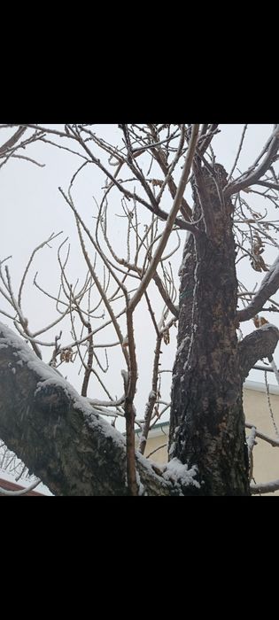 Богбон садовник богбон