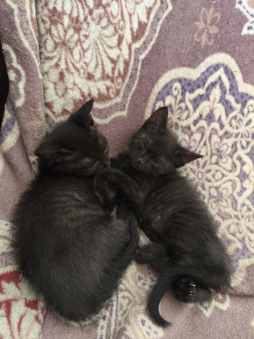 Котята в хорошие руки