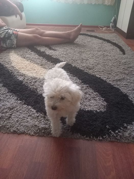 Cățelușă Bichon Maltez