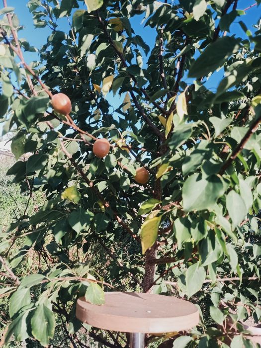 Дача на 1 водоколонке