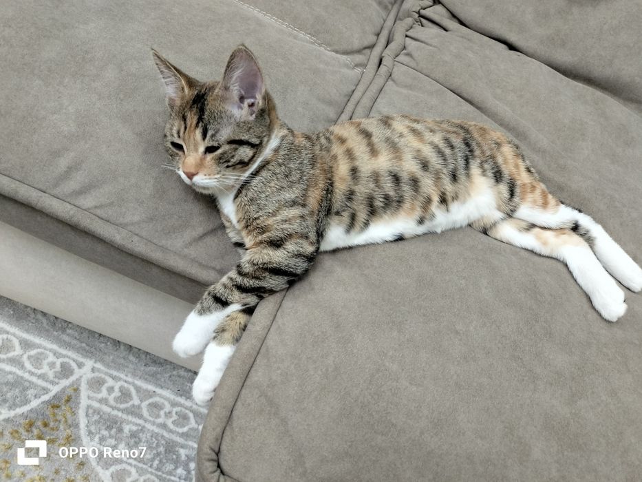 Котенок (девочка)