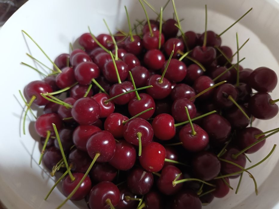 Продается дачная вишня
