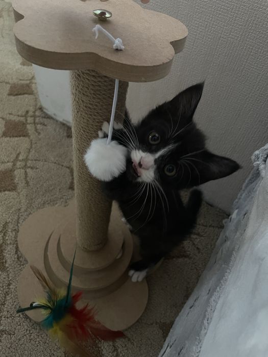 Передержка кошек