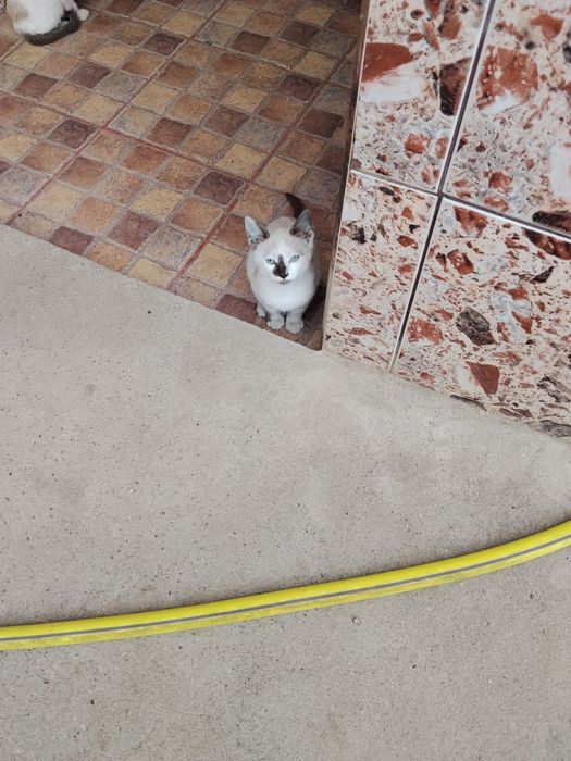 Donez pui de pisica