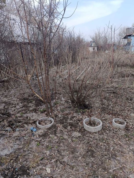 Продам дачу в обществе Мичуринец