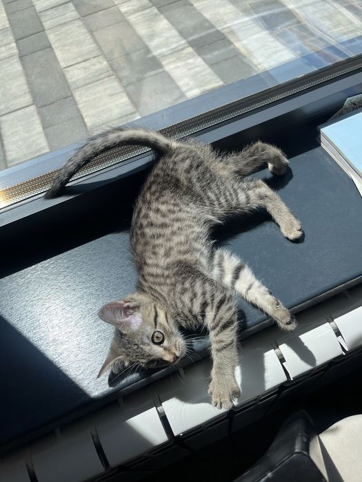 Котенок в добрые руки