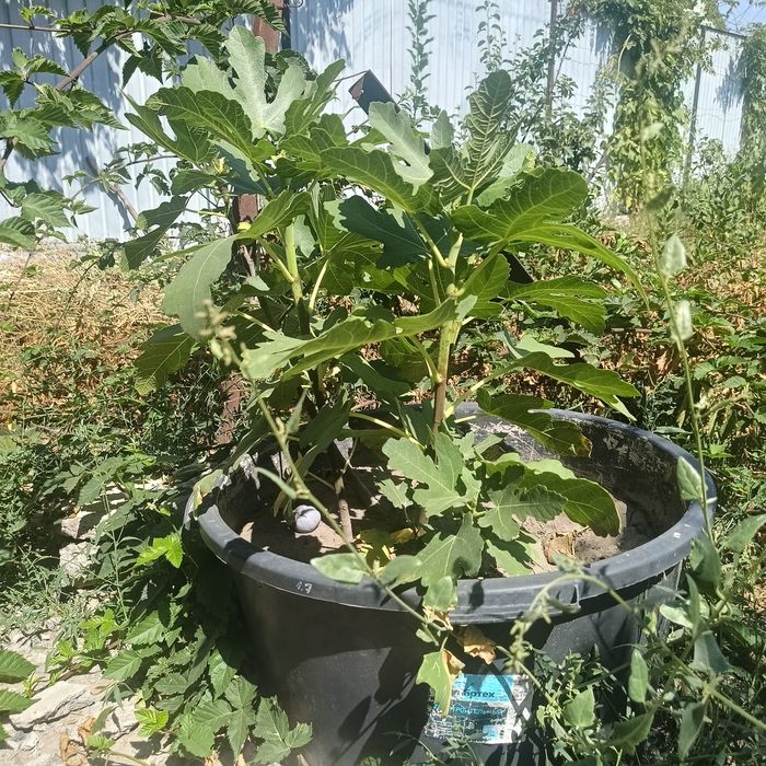 Продам Инжир Чапла