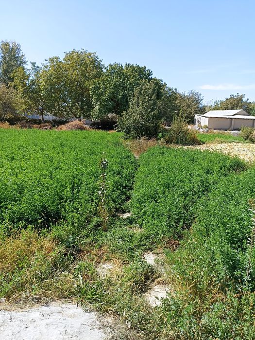 Beda sotiladi 20 sotix