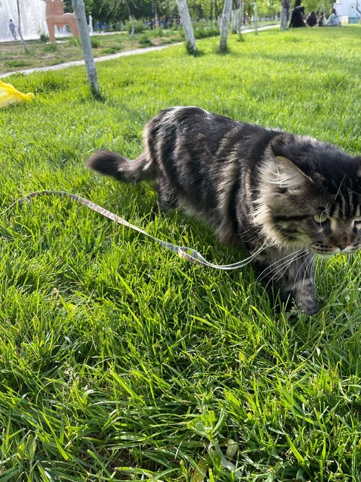 Вязка. Порода Мейн Кун