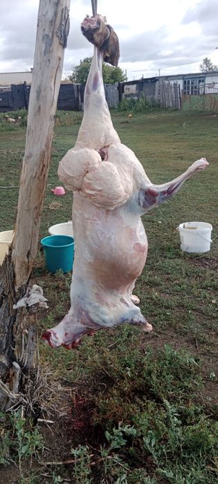 Марқа туша адреске дейін