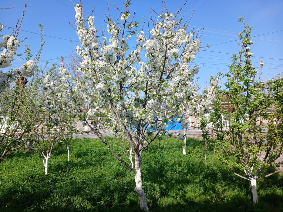 Опытний садовник виноградар Богбон