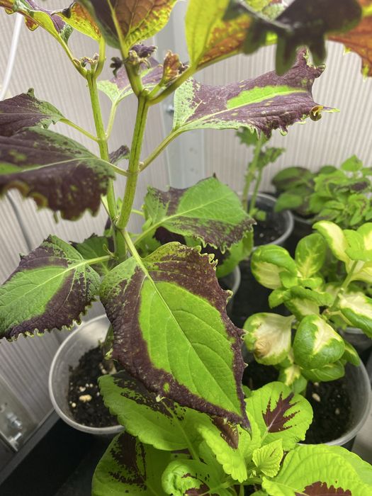 Колеус, растение для дома и сада