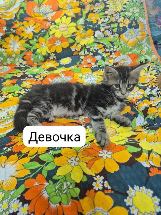 продам котят породы Мейн кун
