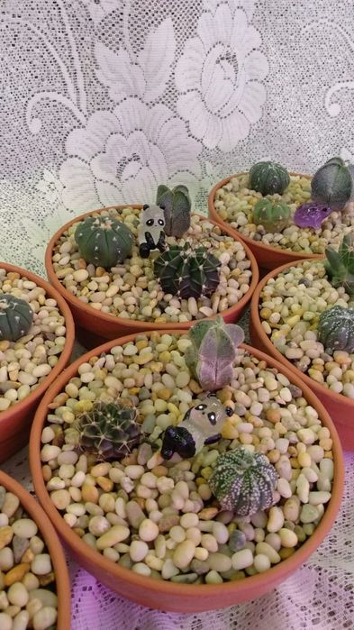 Композиции из суккулентов