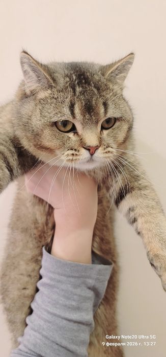 Britianskiy shinshilla