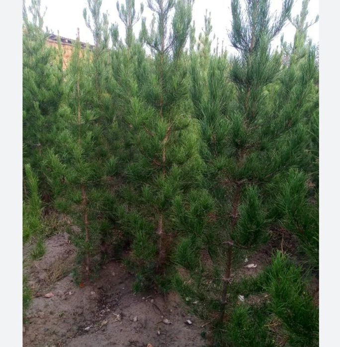 Гул дарахт, Сасна , Мевали дарахтлар,  Узум кочатлари  Сотилади