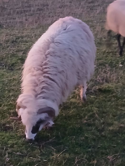 De vanzare 3 oi turcane