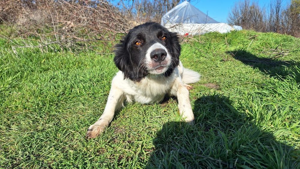 Подаряват се 6 броя малки кученца.
