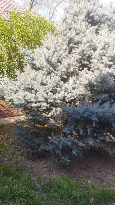 Голубая ель 3,5м