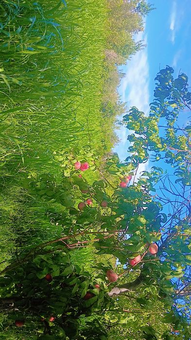 Uy sotiladi 20 sotgdan ziyod