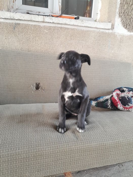 Собака в хорошие руки