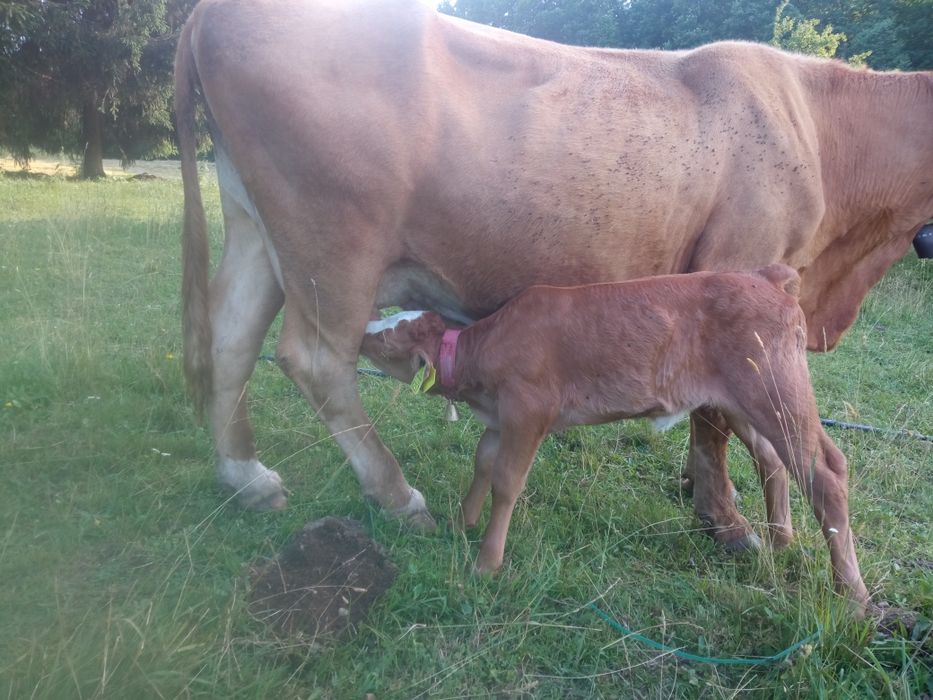 Vaca  cu vițică metiș