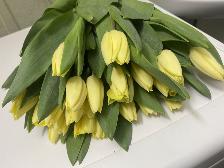 Тюльпаны предзаказы