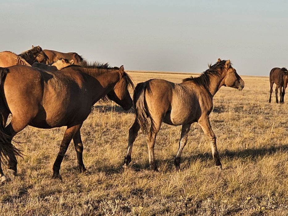 Жұлдызды соғыстар порносын онлайн көру