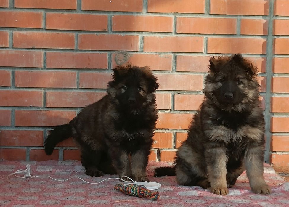 Немецкая овчарка.