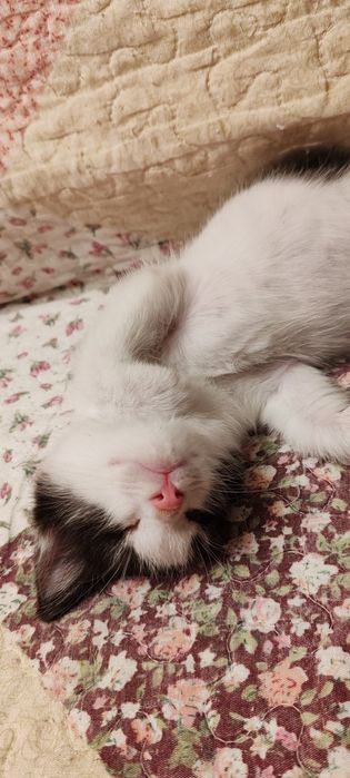 Котята 2 мес, мальчики и девочки