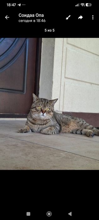 Кот,породистый красавец.