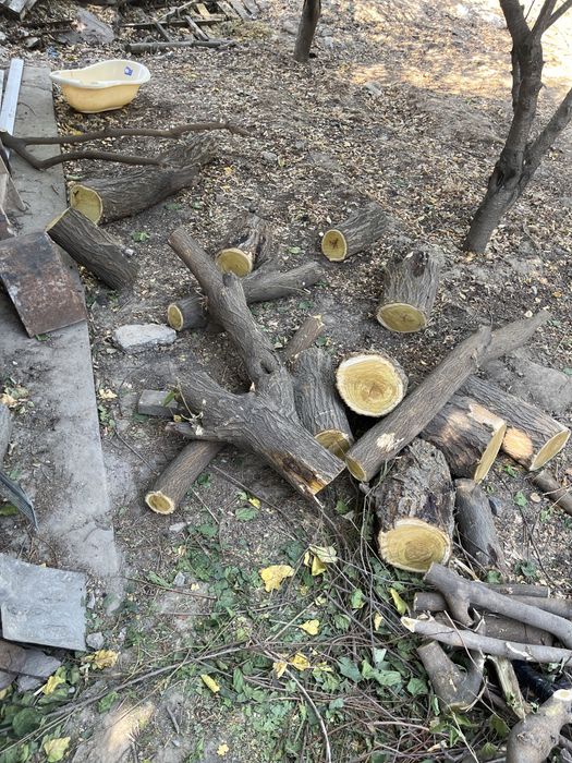 Дрова бесплатно.