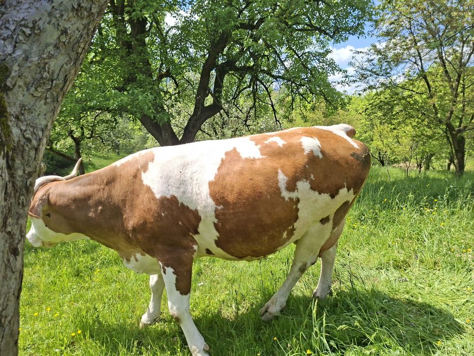 Vaci de vânzare Bran