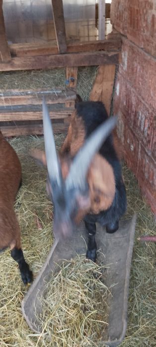 Vînd Țapi alpini francezii de  rasă sau schimb