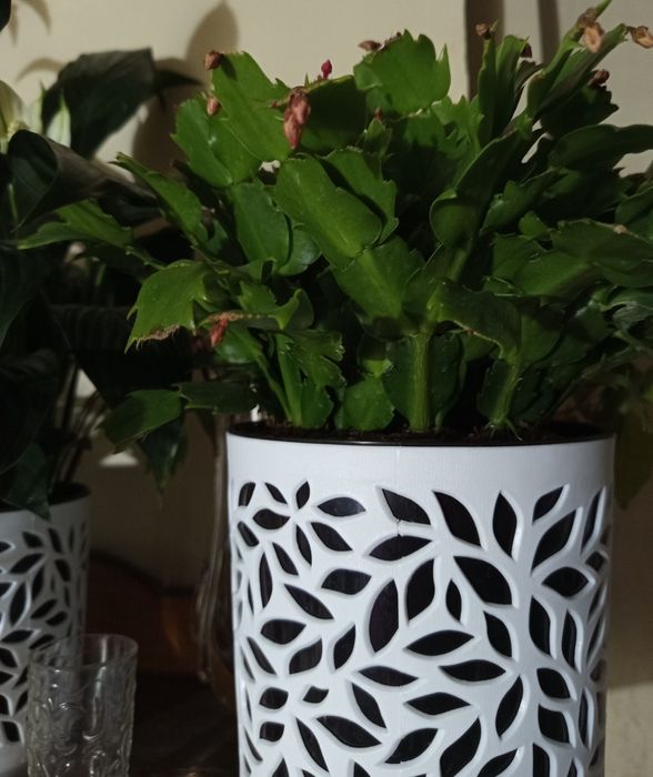 Комнатные цветы , цветущие