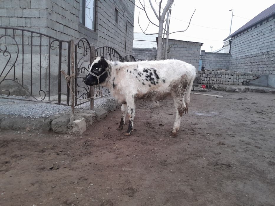 Еки кашарлар сатылады