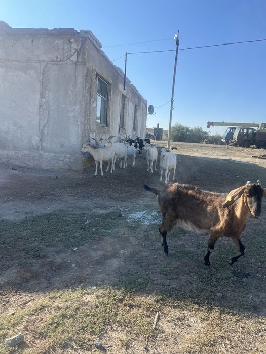 Продам козы молочныи породы