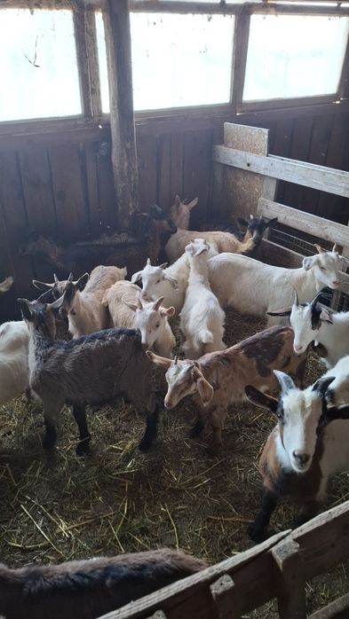 Disponibili iezi