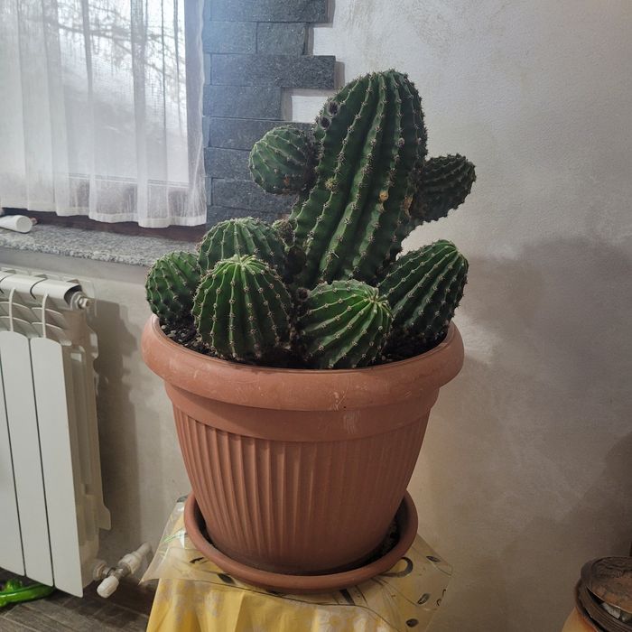 Cactus în ghiveci mare planta apartament