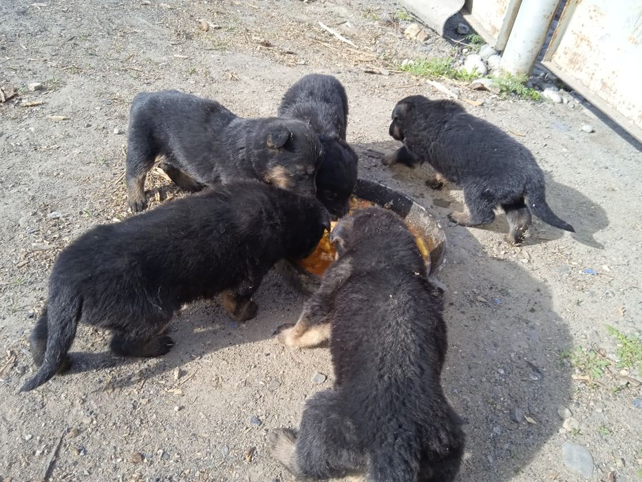 Продаются европеицткие овчарки