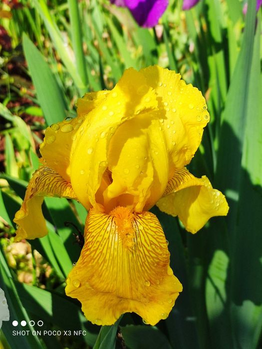 Предлагам червена далия, жълт ирис и бял крем