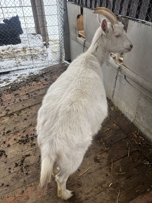 Козы молочные обмен интересно