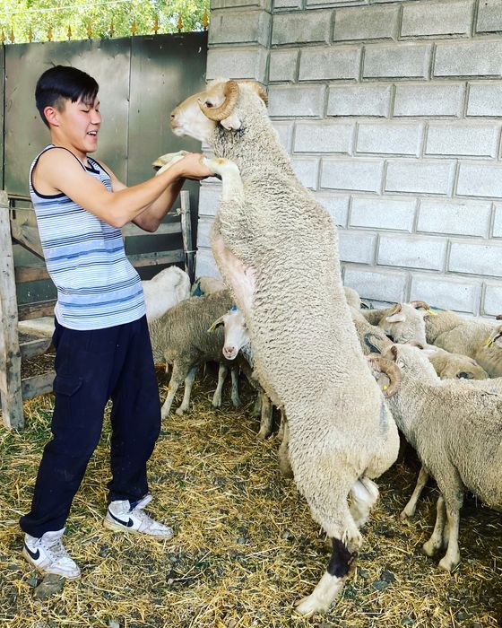 Кой бараны на Курбан айт Құрбан айтқа қой меринос