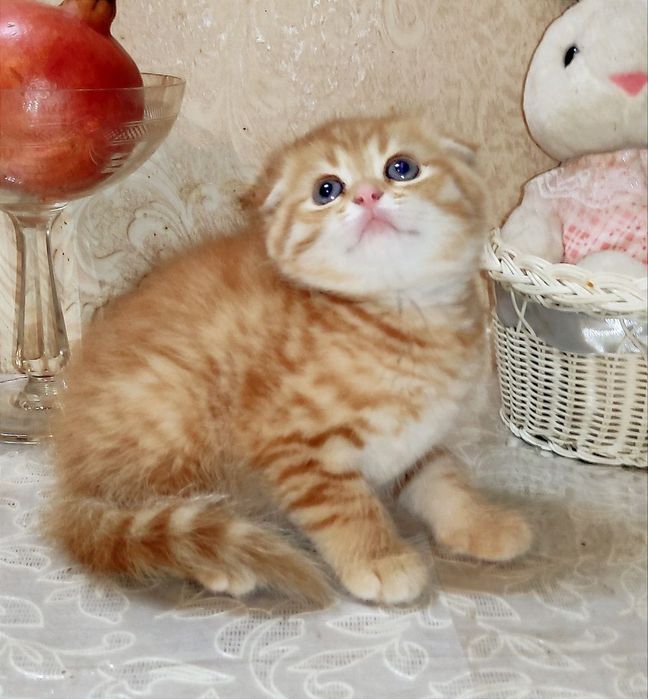 Британский золотая шиншилла